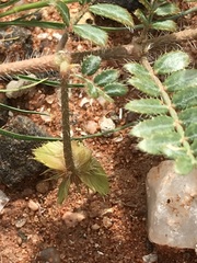 Tribulus pterophorus