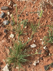 Enneapogon scoparius