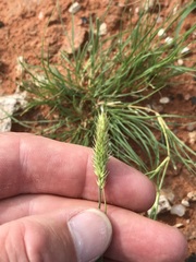 Enneapogon scoparius