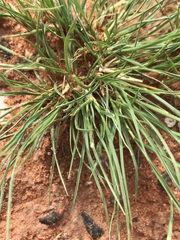 Enneapogon scoparius