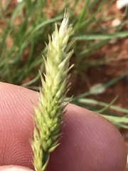 Enneapogon scoparius