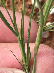 Enneapogon scoparius