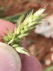 Enneapogon scoparius