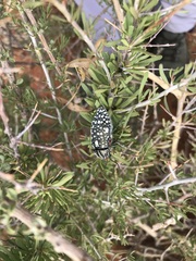 Julodis humeralis