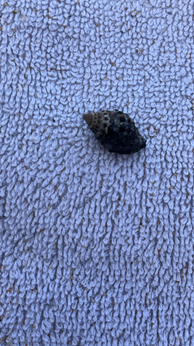 Tenguella granulata observed 2026-04-17
