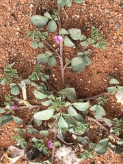 Indigastrum argyroides