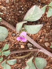 Indigastrum argyroides