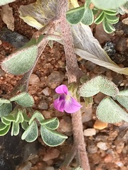 Indigastrum argyroides