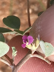 Indigastrum argyroides