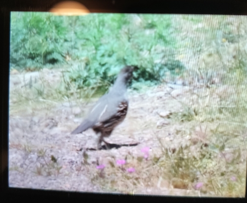Gambel's Quail observed by goth_birder
