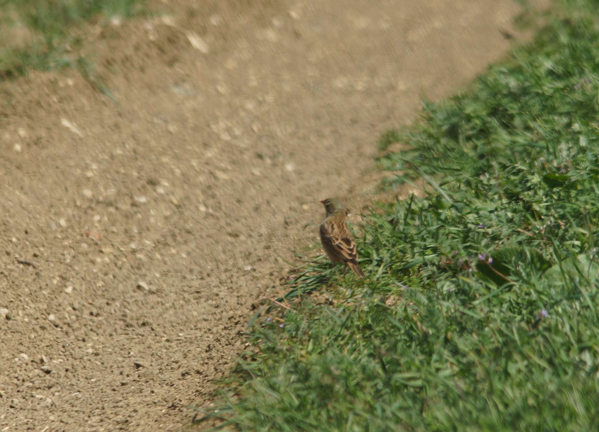 Ortolan Bunting (Emberiza hortulana), photo 5