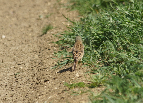 Ortolan Bunting (Emberiza hortulana), photo 4