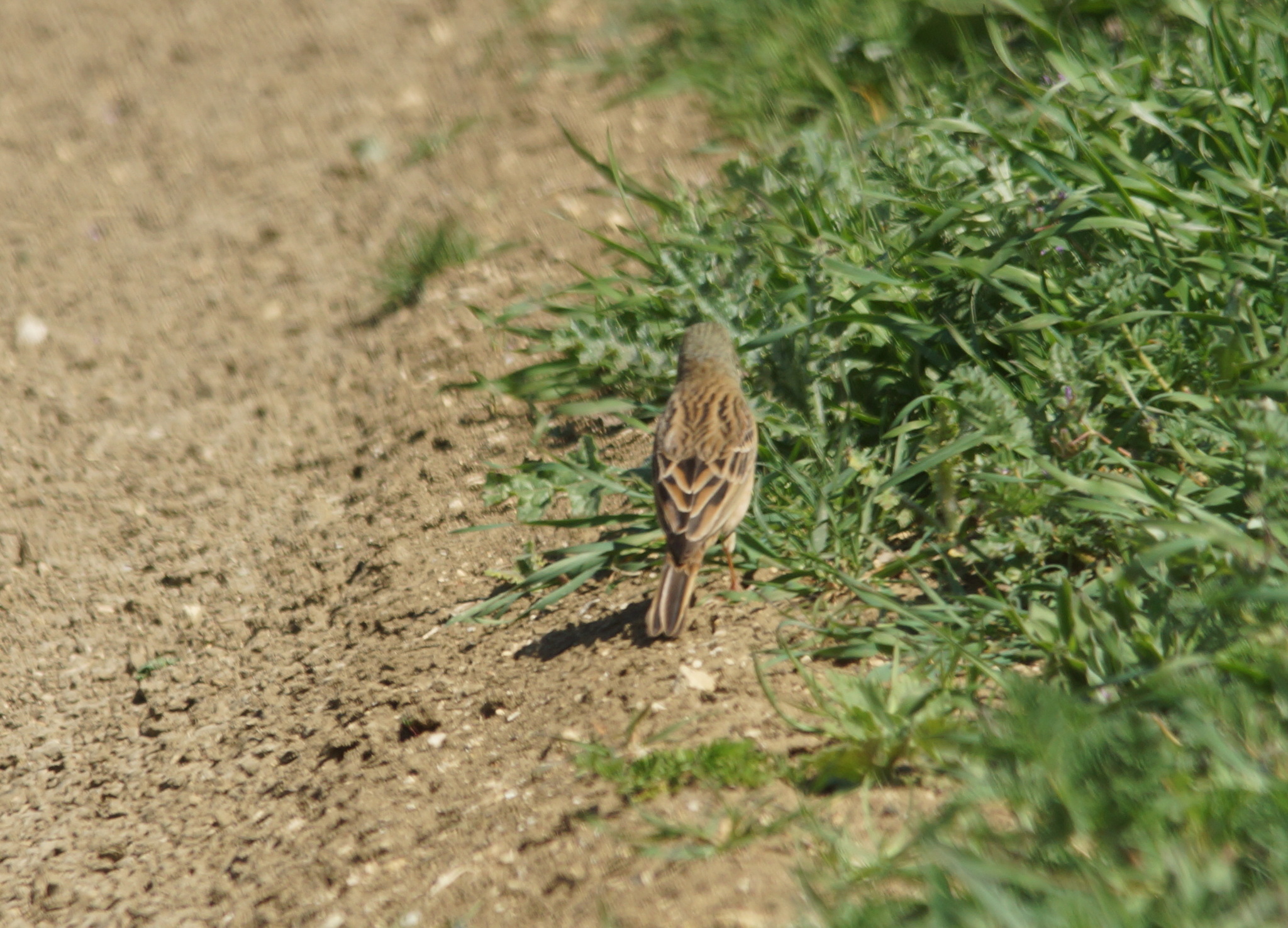 Ortolan Bunting (Emberiza hortulana), photo 4