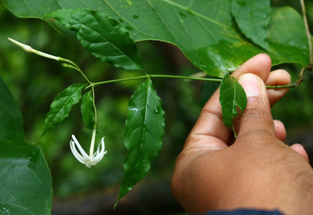 Jasminum ritchiei