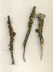 Melanohalea olivacea