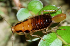 Celatoblatta undulivitta