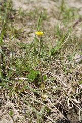 Ranunculus sabinei
