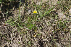 Ranunculus sabinei