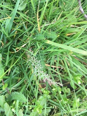 Achillea millefolium