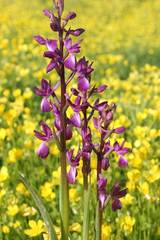 Anacamptis laxiflora