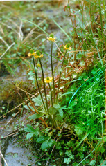 Ranunculus sabinei