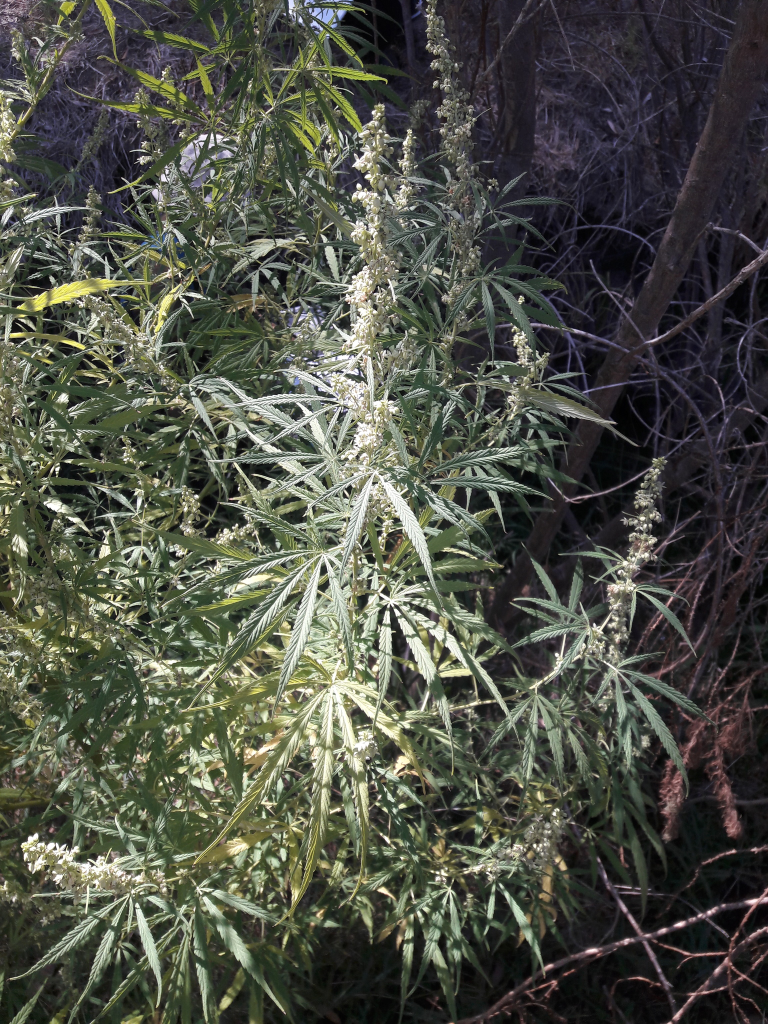 Imagem de Maconha