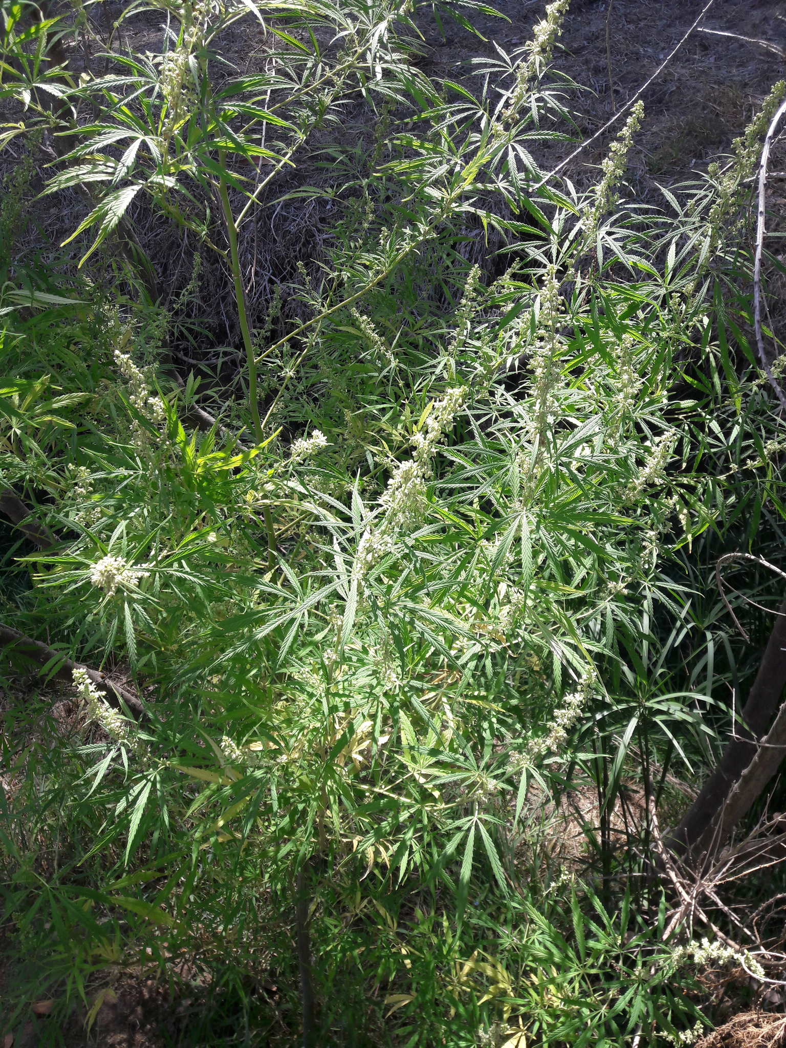Imagem de Maconha