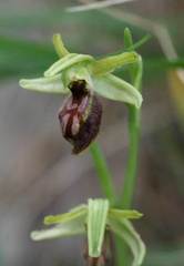 Ophrys sphegodes
