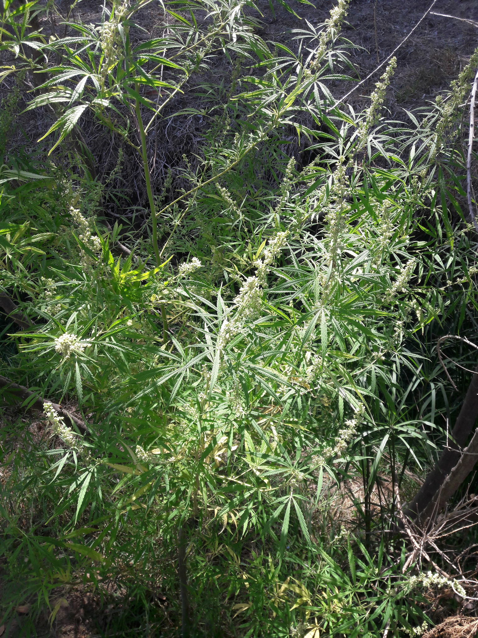 Imagem de Maconha
