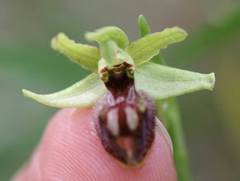 Ophrys sphegodes