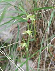Ophrys sphegodes