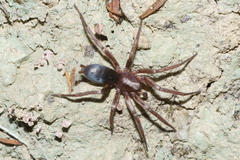 Hypodrassodes maoricus