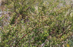 Spiraea aquilegifolia