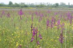 Anacamptis laxiflora