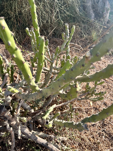 Euphorbia caducifolia, photograph 3