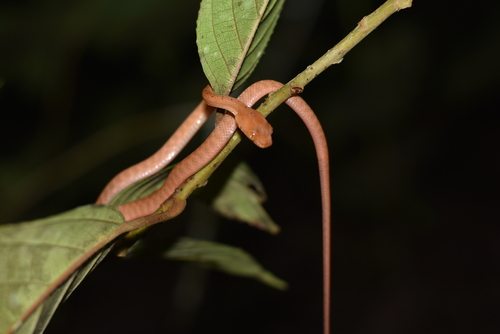 Boiga irregularis