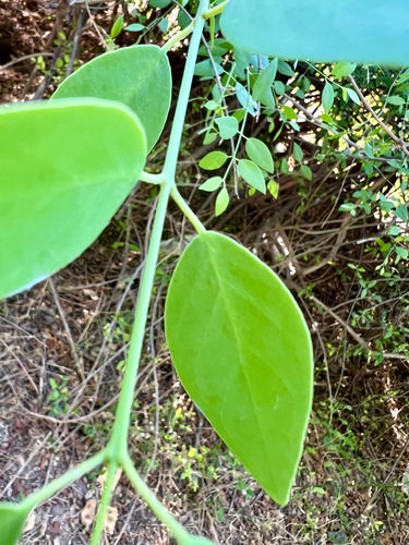 Salvadora persica