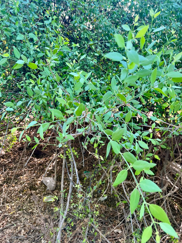 Salvadora persica, photograph 3