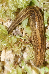 Australopacifica mariae