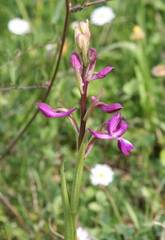 Anacamptis laxiflora