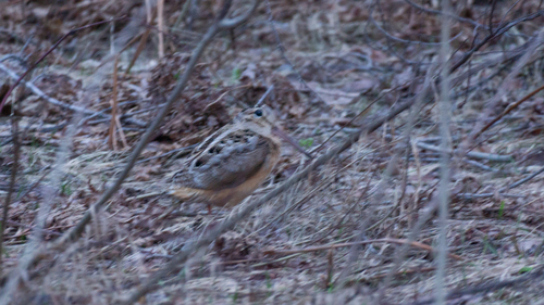 American Woodcock observed by pudelhunde