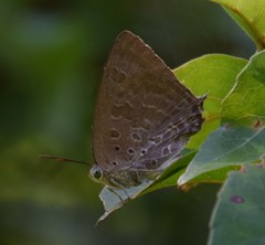 Arhopala eupolis