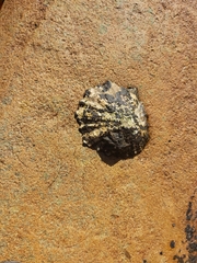 Scutellastra tabularis