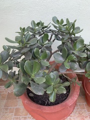 Crassula ovata