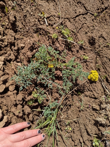 Lomatium donnellii, 2026-04-17