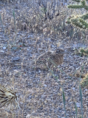 Greater Roadrunner observed by kraken2