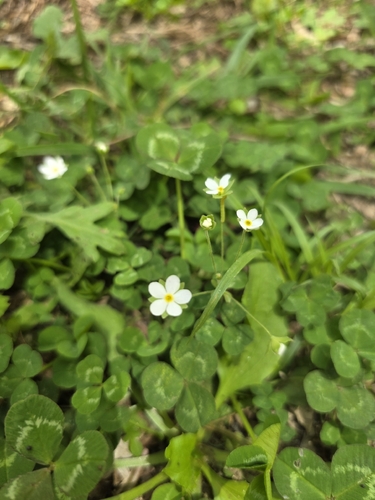 Androsace umbellata iNat (1)