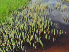 Hippuris tetraphylla