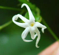 Jasminum ritchiei