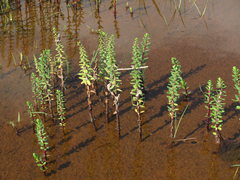 Hippuris tetraphylla
